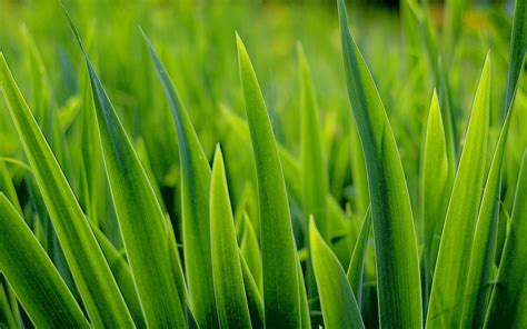 The best measure for determining how often to water your lawn is to check the lawn itself. How to water your lawn. How long, how often and how deepGeoponics Corporation