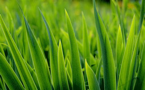 In this article we will provide some tips and guidelines on lawn watering to help homeowners produce strong, healthy grass. How to water your lawn. How long, how often and how deepGeoponics Corporation