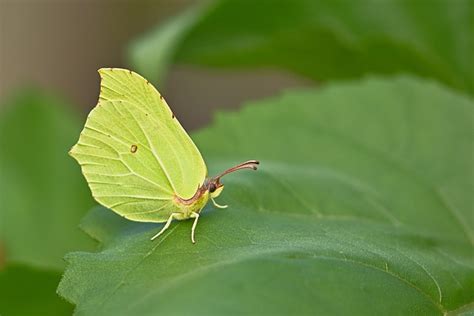 Gonepteryx Rhamni Butterfly Insect Free Photo On Pixabay Pixabay