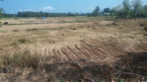 Sudah Seminggu Padi Sawah Tadah Hujan Di Oesao Rata Tanah Diduga Ini Penyebabnya Pos