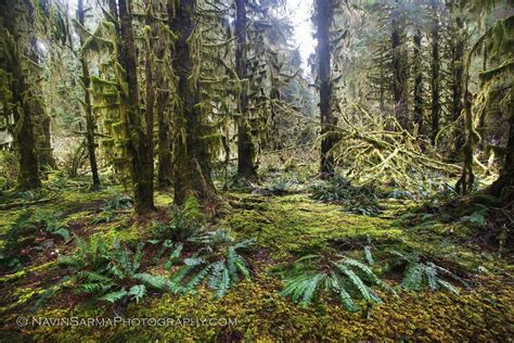 Pacific Northwest Rainforest Wallpapers Top Free Pacific Northwest