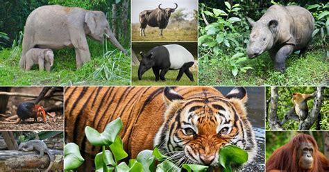 Learn vocabulary, terms and more with flashcards, games and other study tools. 9 Endangered Animals In Malaysia Which Will Cease To Exist ...