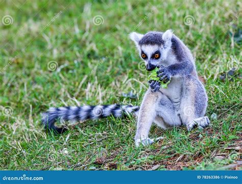 The Lemurs Ring Tailed Lemur Eating Leaf Stock Photo Image Of