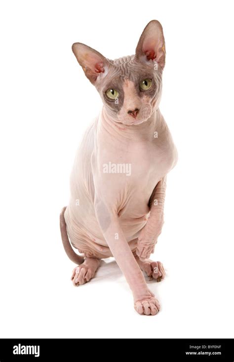 Sphynx Cat Sitting Studio Stock Photo Alamy