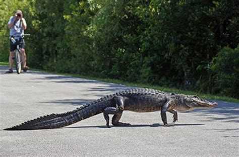 American Alligator Walking Across Bicycle Path At Shark Valley In The