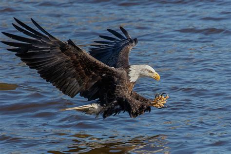 Bald Eagle Photograph By Buddy Woods
