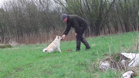Norwegian Buhund Eight Months In Training Youtube
