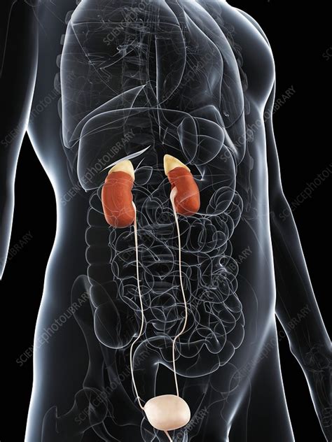 Male Urinary System Artwork Stock Image F0068362 Science Photo