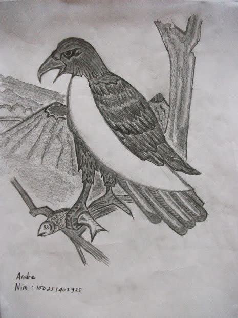 Sketsa Gambar Burung Untuk Kolase Contoh Sketsa Gambar