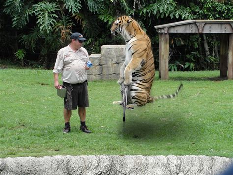 Psbattle Tiger Standing Next To His Keeper Photoshopbattles