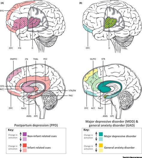 The Neurobiology Of Postpartum Anxiety And Depression Trends In