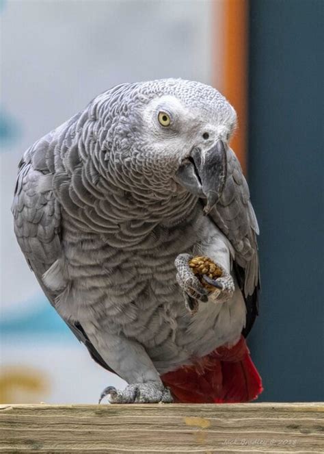 African Grey Parrot Connecticuts Beardsley Zoo