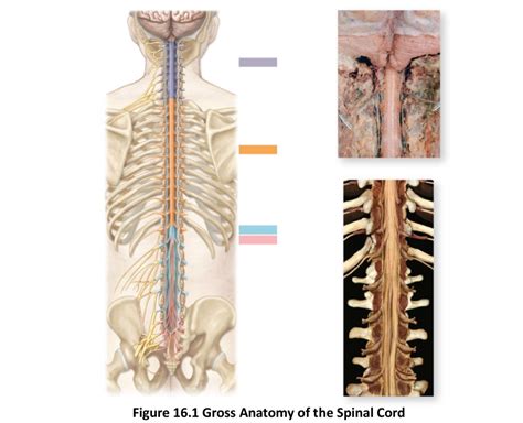 Gross Anatomy Of Spinal Cord Diagram Quizlet