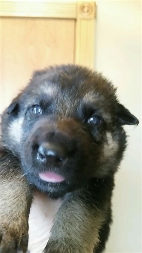 Black And Tan Female German Shepherd Puppy Sold Burgin Snowcloud