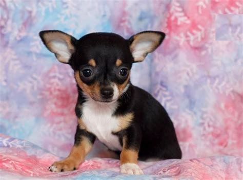 Chihuahua Puppies For Sale Dallas Tx 139197 Petzlover