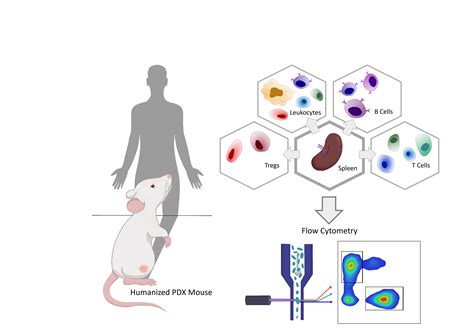 Cancers Free Full Text Advanced Immune Cell Profiling By