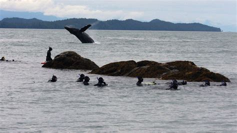 Why You Should Go Snorkeling In Ketchikan Alaska Travelage West