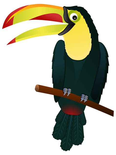 Tucan Clipart 20 Free Cliparts Download Images On Clipground 2023