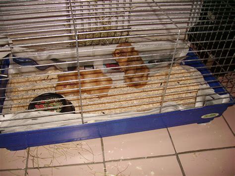 photos bébés cochon d'inde à donner - Drôme Services