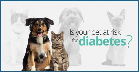 November Is National Pet Diabetes Month Veterinarians Calhoun