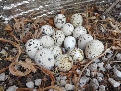 Quail Eggs All About Tasty Quail Eggs Rural Living Today