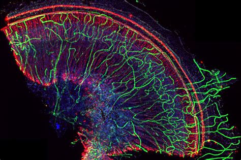 2019 Ucla Microscopy Image And Video Contest Winners Selected Ucla