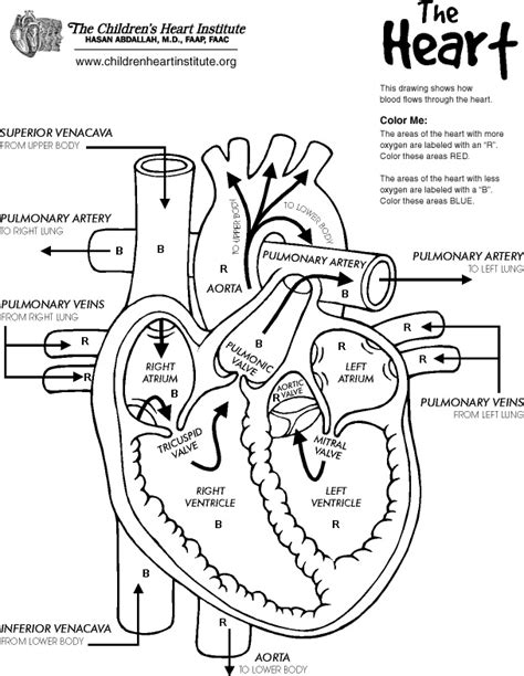 Heart Diagram Colouring Pages