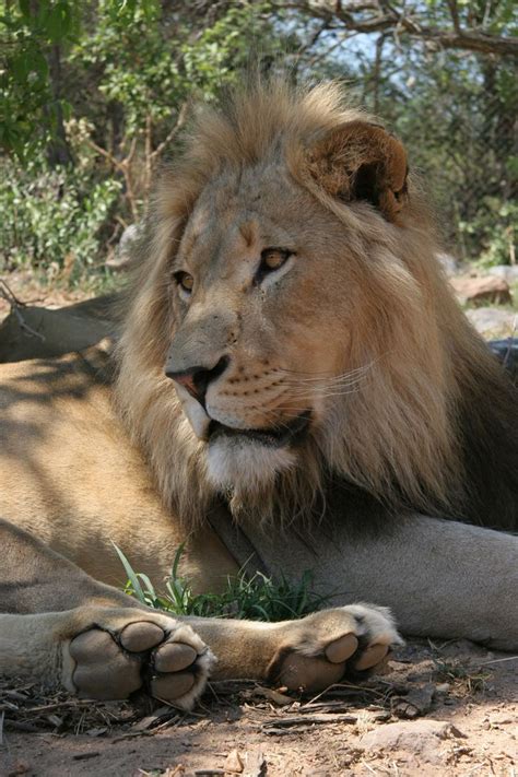 King of the jungle. #AnimalWorks | Animals, Big cats, Leopards