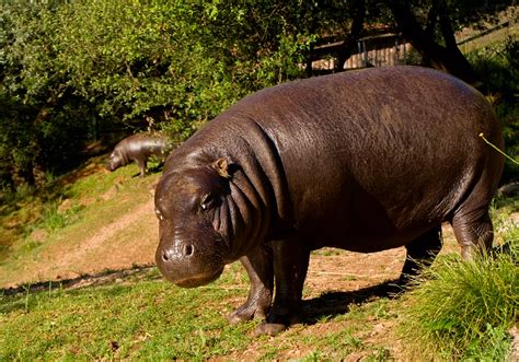 Hipopótamo Pigmeo Parque De La Naturaleza De Cabárceno