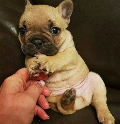 Cutest Frenchie French Bulldog Puppy In The World — Weird World
