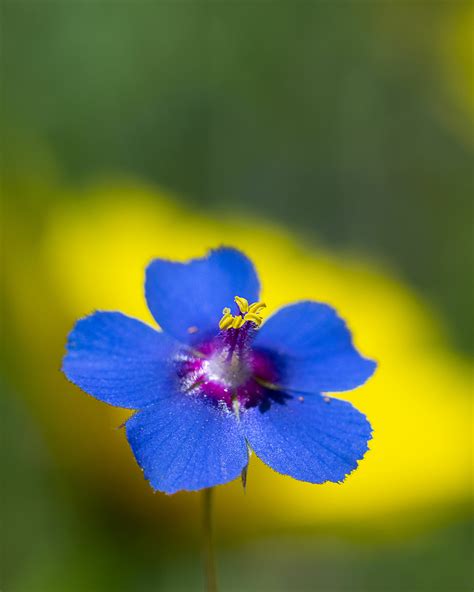 Blue Flower Juzaphoto