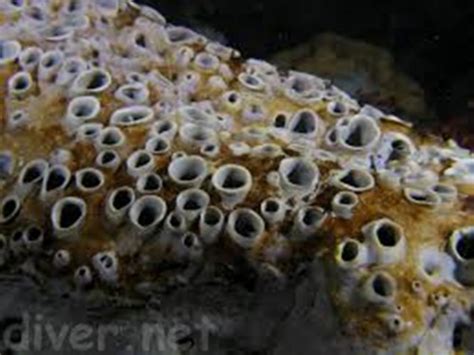 Nature Trypophobia Reference Website