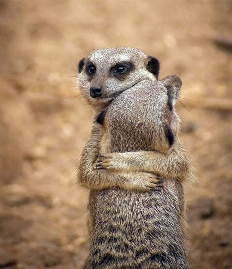 Meerkat Hugs Cute Funny Animals Meerkat Funny Animals