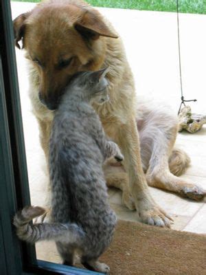 In this video dr jones shows you how to tell if your dog or cat's bite wound is serious, then specific steps to take to treat an abscess at home. 21 Natural Home Remedies for Cats and Dogs | Dog cat ...