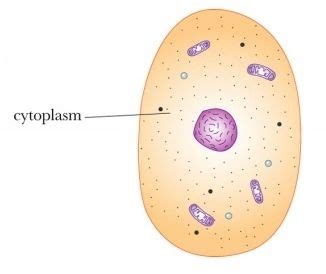 Check spelling or type a new query. 122 best images about Cells on Pinterest | Cell structure ...