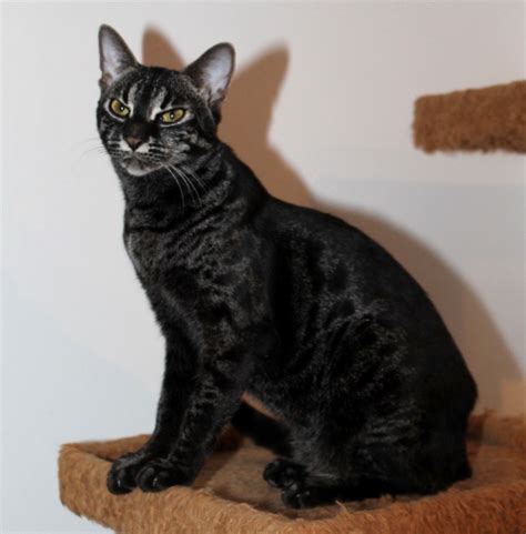 Mia is our brown charcoal, she has amazing large doughnut rosettes. Bengal Cat Queens | Bengal Cat Breeders | Brown Spotted ...