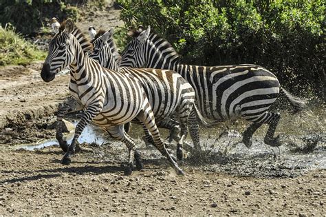Zebra Facts For Kids in 2022 (Fun & Interesting Animal)