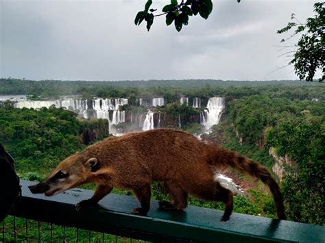 The Animals You Will Find In The Iguazu Falls Howlanders