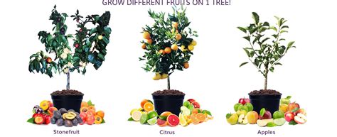 A Fruit Salad Tree Is A Tree That Grows Up To 6 Fruits All On The 1