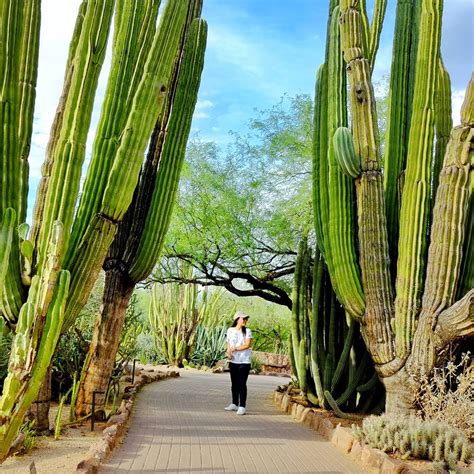 10 Interestingly Huge Cacti Photos That Make You Look Like A Midget