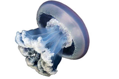 Jellyfish Png Transparent Image Download Size 2126x1417px