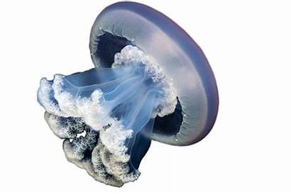 Jellyfish Clipart Animal Aquatic Transparent Ocean Animals