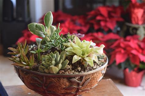 Make A Stunning Succulent Dish Garden In 5 Simple Steps Garden And Happy