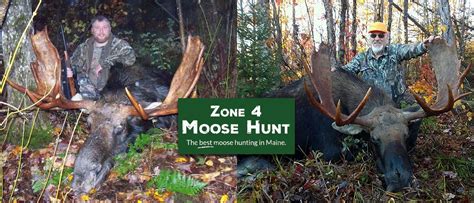Guided Black Bear Moose And Deer Hunts In Maine Pb