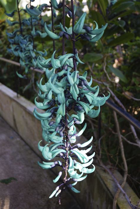 Jade Vine Care - Information And Growing Tips For A Jade Vine Plant
