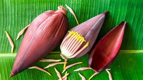 Saya pastikan tips sederhana merebus jantung pisang ini hasilnya putih tidak hitam dan empuk sebelum kita olah menjadi aneka. Tips Memasak Jantung Pisang agar Tidak Pahit dan Hitam ...