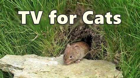8 Hour Cat TV Mouse Hole Entertaining Mice Videos For Cats Cat Videos