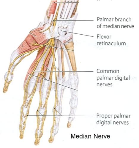 Anatomy I Neuropathiesplexopathies Of Upper Limb Flashcards Quizlet