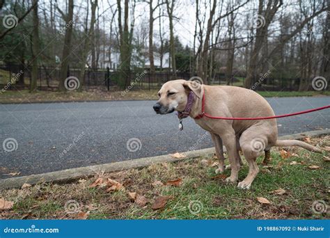 Dog Pooping Stock Photography 198867092