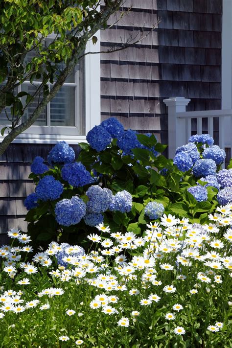 Blue Cottage Garden Flowers